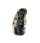 The black dog.（個別スタンプ：14）