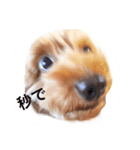 カルアンドモア（個別スタンプ：1）