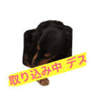 気まぐれミニチュアダックスフンド（個別スタンプ：4）