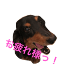 気まぐれミニチュアダックスフンド（個別スタンプ：5）