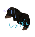 気まぐれミニチュアダックスフンド（個別スタンプ：6）