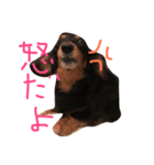 気まぐれミニチュアダックスフンド（個別スタンプ：8）