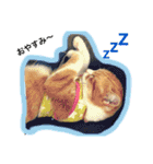 毎日ダラダラダラけねこ（個別スタンプ：1）
