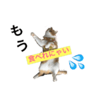毎日ダラダラダラけねこ（個別スタンプ：4）