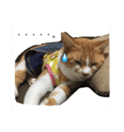 毎日ダラダラダラけねこ（個別スタンプ：5）