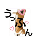 毎日ダラダラダラけねこ（個別スタンプ：6）