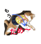 毎日ダラダラダラけねこ（個別スタンプ：7）