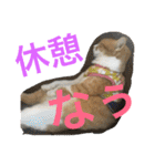 毎日ダラダラダラけねこ（個別スタンプ：8）