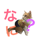 毎日ダラダラダラけねこ（個別スタンプ：9）