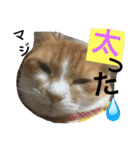 毎日ダラダラダラけねこ（個別スタンプ：11）