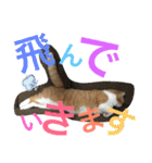 毎日ダラダラダラけねこ（個別スタンプ：13）