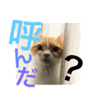 毎日ダラダラダラけねこ（個別スタンプ：14）