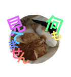 毎日ダラダラダラけねこ（個別スタンプ：15）