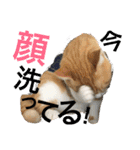 毎日ダラダラダラけねこ（個別スタンプ：16）