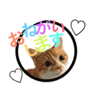 毎日ダラダラダラけねこ（個別スタンプ：20）