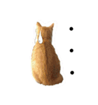 毎日ダラダラダラけねこ（個別スタンプ：21）