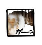 毎日ダラダラダラけねこ（個別スタンプ：23）