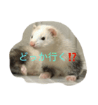 フェレット写真だよ（個別スタンプ：2）