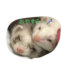 フェレット写真だよ（個別スタンプ：11）