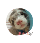 フェレット写真だよ（個別スタンプ：12）