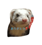 フェレット写真だよ（個別スタンプ：15）