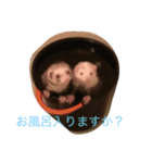 フェレット写真だよ（個別スタンプ：16）
