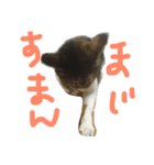 ミケ猫みーこ（個別スタンプ：1）
