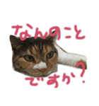 ミケ猫みーこ（個別スタンプ：2）