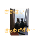 ミケ猫みーこ（個別スタンプ：3）