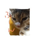 ミケ猫みーこ（個別スタンプ：4）