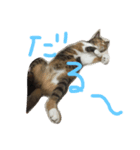 ミケ猫みーこ（個別スタンプ：5）
