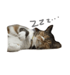 ミケ猫みーこ（個別スタンプ：6）