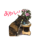ミケ猫みーこ（個別スタンプ：7）