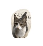 パー子(仮)（個別スタンプ：3）