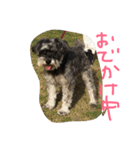ミニチュアシュナウザーの1日  part2（個別スタンプ：15）