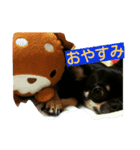チワワブラックタン（個別スタンプ：2）