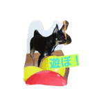 チワワブラックタン（個別スタンプ：3）
