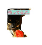 チワワブラックタン（個別スタンプ：4）