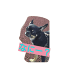 チワワブラックタン（個別スタンプ：7）
