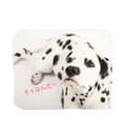 ダルメシアンH＆T R（個別スタンプ：7）