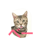 ミロと福（個別スタンプ：1）