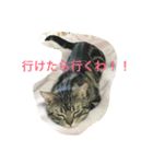 ミロと福（個別スタンプ：5）