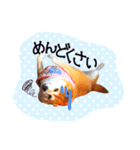 柴犬あい（個別スタンプ：1）