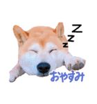 柴犬あい（個別スタンプ：2）