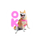 柴犬あい（個別スタンプ：5）