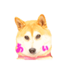 柴犬あい（個別スタンプ：7）