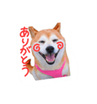 柴犬あい（個別スタンプ：8）