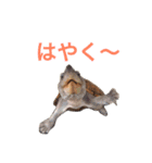 FAMILY PETS（個別スタンプ：2）