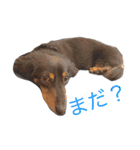 FAMILY PETS（個別スタンプ：4）
