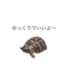 FAMILY PETS（個別スタンプ：8）